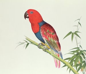 Eclectus Parrot, bambuszhajtáson, Ch